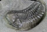 Unusual Phacopid Trilobite With Small Eyes - Jorf, Morocco #89306-2